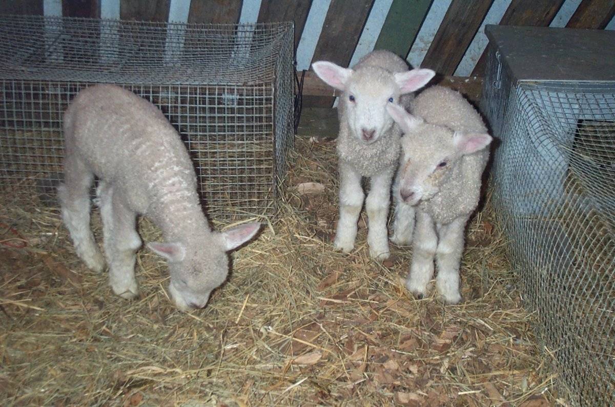 Lambs2.jpg